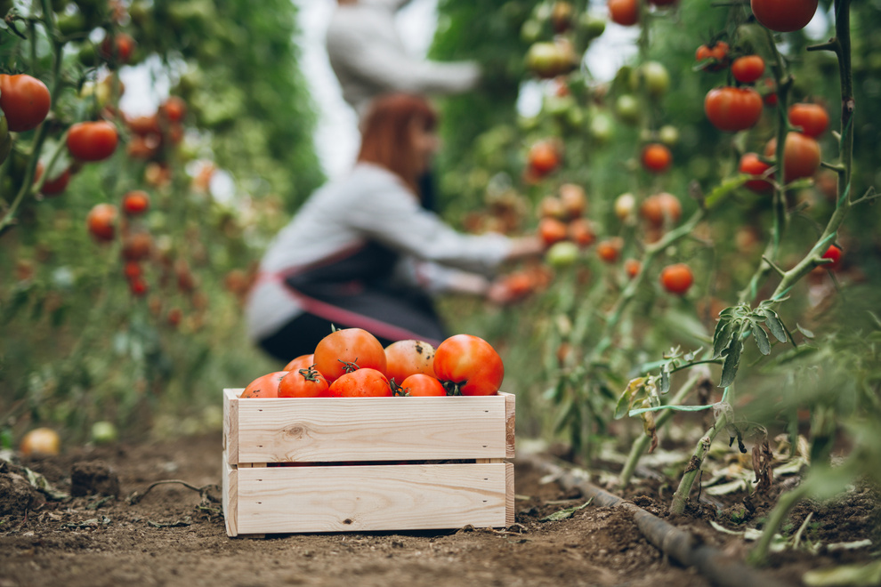 Tomato harvest time